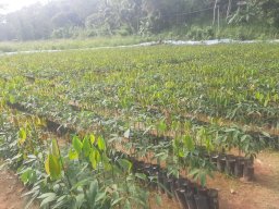 Mirigama Nursery
